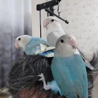 طوطی برزیلی دستی نر و ماده