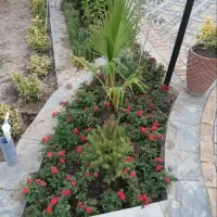 خدمات باغبانی شخم زنی  با تیلر