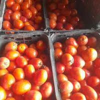 فروش گوجه سر مزرعه