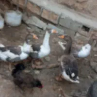 غار محلی|حیوانات مزرعه|شوشتر, |دیوار