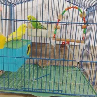 مرغ عشق