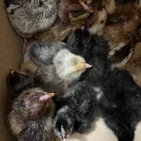 جوجه مرغ و خروس|حیوانات مزرعه|رحیمآباد, |دیوار