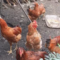 فروش خروس محلی به صورت تکی و عمده|حیوانات مزرعه|امامزاده عبدالله, |دیوار