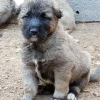 کانگال توله نر و ماده از پدر مادر وارداتی