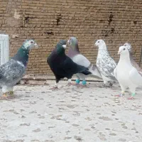 کفتر دو رگ نر پرشی ۱۰عدد|پرنده|مشهد, ادیب نیشابوری (شهرک غرب)|دیوار