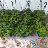 گل مروارید بسیار زیبا،جز گلهای آپارتمانی میباشد|گل و گیاه طبیعی|مبارکه, |دیوار