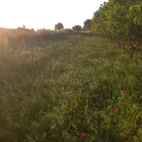 علف رایگان بشرط تمیز چینی و یک جا