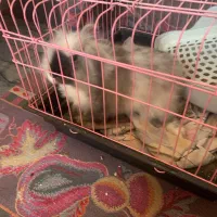 خرگوش لوپ|موش و خرگوش|باقرشهر, |دیوار