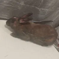 خرگوش فروشی