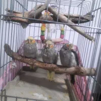 جوجه عروس هلندی