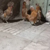 خروس|حیوانات مزرعه|مشهد, تبادکان|دیوار