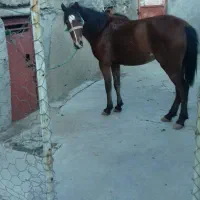 اسب|اسب و تجهیزات اسب‌سواری|بیستون, |دیوار