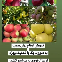 فروش ارقام نهال