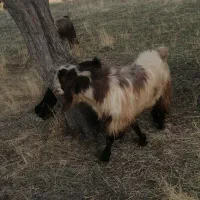 سلام ی بز نر