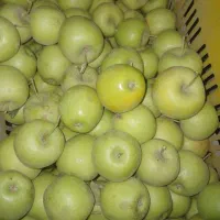 سیب بسیارپرآب وشیرین