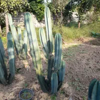 کاکتوس پریانوس|گل و گیاه طبیعی|زرگرشهر, |دیوار