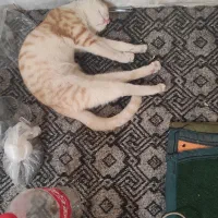گربه
