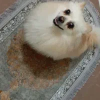 سگ گمشده|حیوانات|اصفهان, مارچین|دیوار