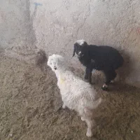 ۲رس بره یک نر یک ماده