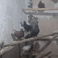 پرنده
