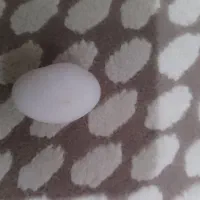 گوهر شب چراغ