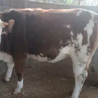 گاو با گوساله سمینتال نر و تلیسه 4ماه ابستن|حیوانات مزرعه|قائم‌شهر, |دیوار