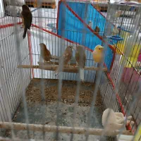 قناری نر و ماده مست درجه یک خانگی|پرنده|شیراز, رکن‌آباد|دیوار