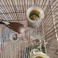 سهره کرمانی ماده اماده|پرنده|شیراز, شهرک گلستان|دیوار