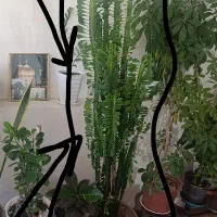 گل زیبا