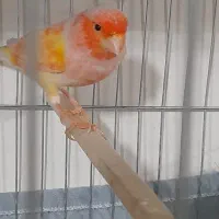 قناری ماده جوان سوپری سرخ اماده و سر حال|پرنده|گلستان (تهران), |دیوار