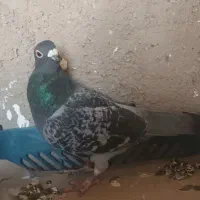 نر ویگن|پرنده|رشتخوار, |دیوار