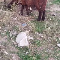 بره ماده افشار|حیوانات مزرعه|بندر ترکمن, |دیوار