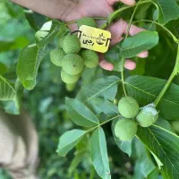 فروش نهال گردو با تضمین باردهی از سال اول کاشت