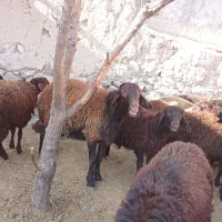 گوسفند، بره قزل افشار نر وماده