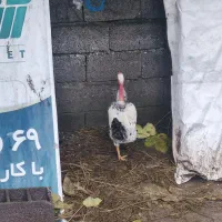 خروس گربه لختی سلطان|حیوانات مزرعه|لشت نشا, |دیوار