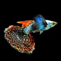 گوپی معاوضه با لابستر ۱۵ سانتی