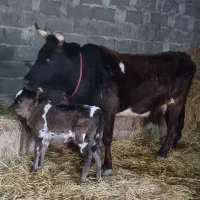 گاو چالوسی دورگ