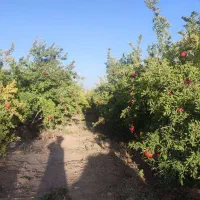 فروش زمین ۵۶۰۰ متری در آزادگان|فروش زمین و ملک کلنگی|قم, آزادگان|دیوار