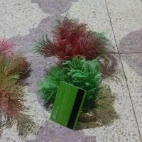 آکواریوم|ماهی|شیراز, آزادگان|دیوار