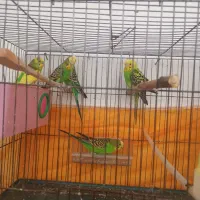 مرغ عشق خانوادگی|پرنده|مشگین شهر, |دیوار