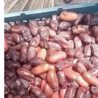 فروش نخل خرما