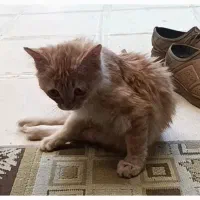 گربه نارنجی گمشده|گربه|زنجان, |دیوار