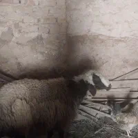 گوسفند