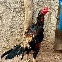 خروس و مرغ اوشامو