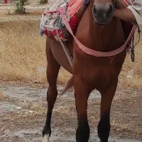 اسب نر