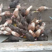 بوقلمون چهارماه و دو ماهه|حیوانات مزرعه|ساری, |دیوار