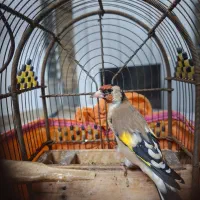 سهره دورگ معاوضه قناری