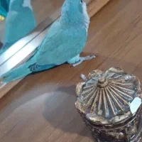 راهب ۲ ماه