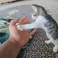 بچه گربه ۲ ماهه