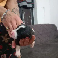 واگذاری سگ|سگ|آلاشت, |دیوار